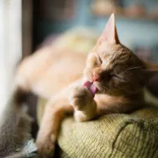 Town and Country Animal Hospital Mount Airy Habersham County GA