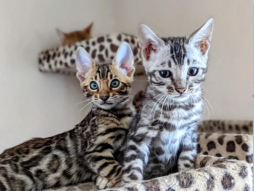 Bengal Kittens for Adoption