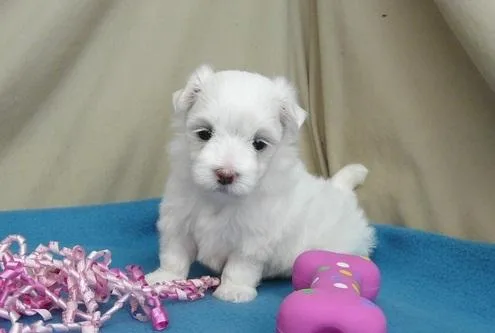 Charming White Maltese Puppies Available