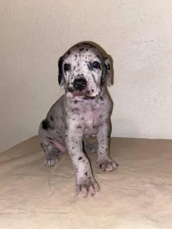 Great Dane puppies