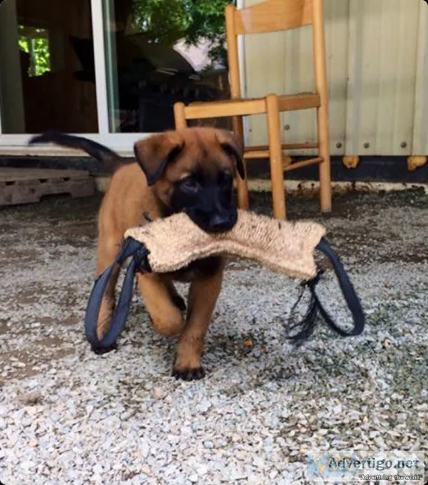 Puppy Training Temecula CA