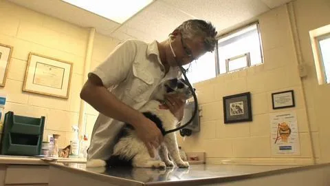 Animal Hospital of Richmond - Veterinarian Richmond IN