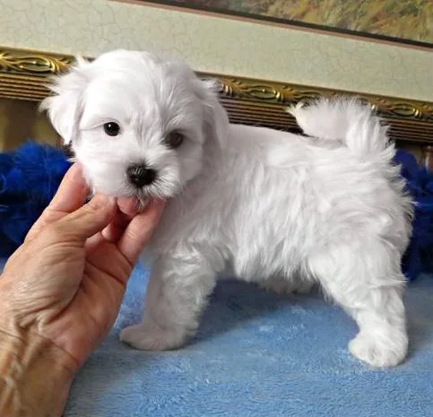 cc Maltese Puppies Available