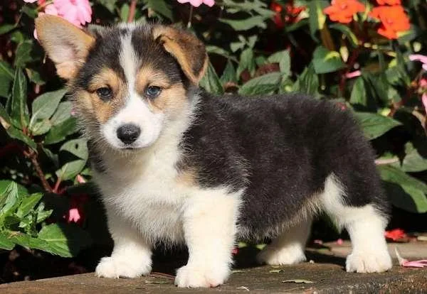 Healthy Pembroke Welsh Corgi Available Now