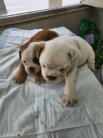 English Bulldog Pure Breed Puppies