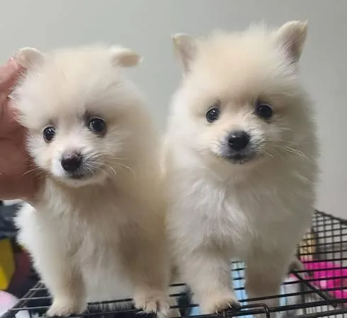 Pomeranian Pups Need New Home