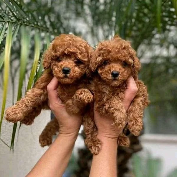 Poodle Puppies Ready to Go