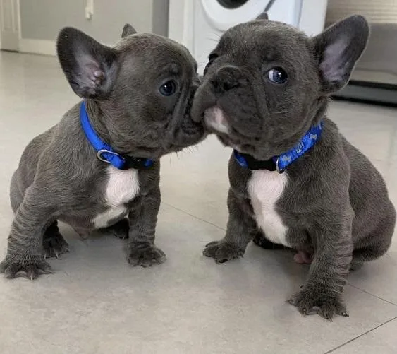 JJ French Bulldog Puppies for sale