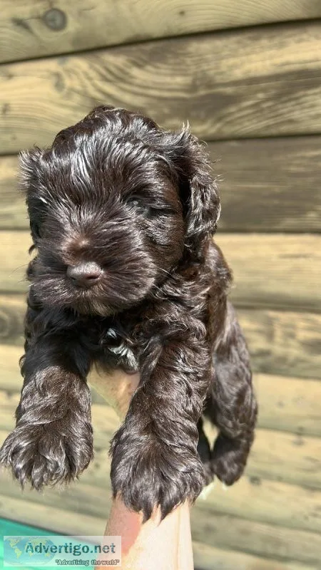 Miniature schnauzer