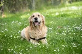 Veterinary Clinic in Pelham and Fonthill ON