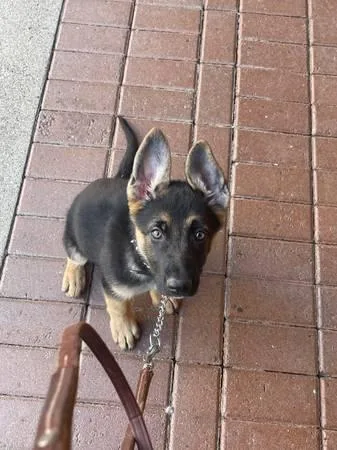 Male German Shepherd Puppies