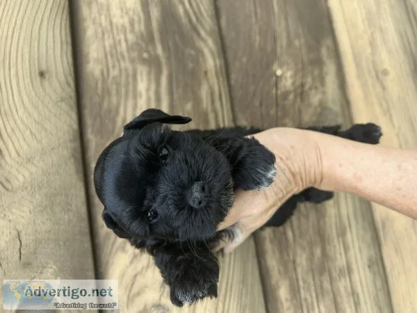 Miniature schnauzer