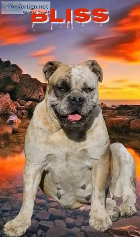 Olde English bulldogges
