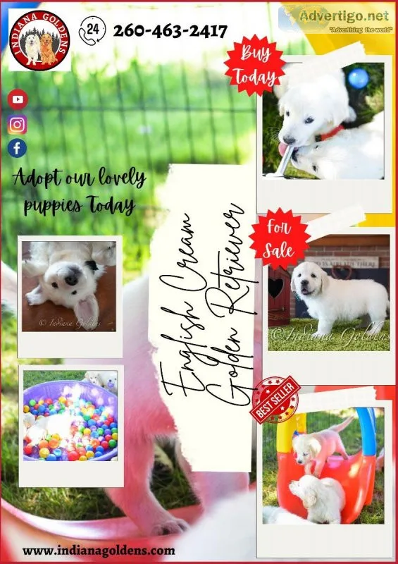 Adopt our no1 English cream Golden retriever-Indiana Goldens