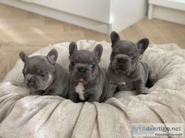 French Bulldog Puppies for Sale