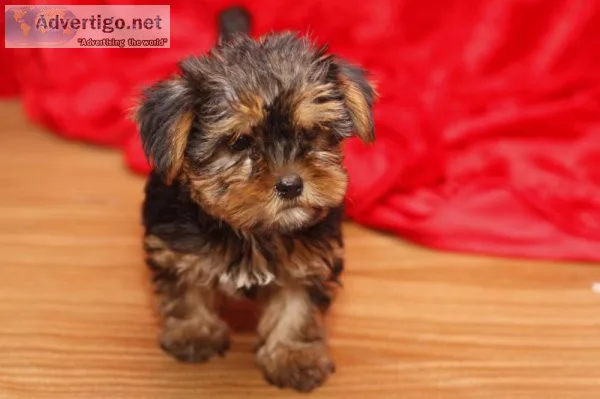 I Have Four Adorable Yorkie Puppies For Sale