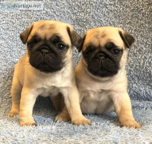 charming pug puppies for adoption