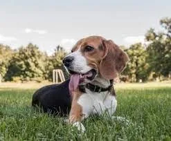 Companion Animal Hospital Live Oak and Suwannee County FL