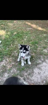 siberian husky puppies