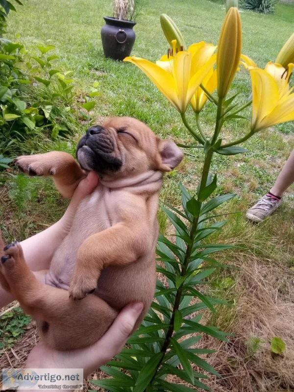 EnglishOlde English Bulldog male pups