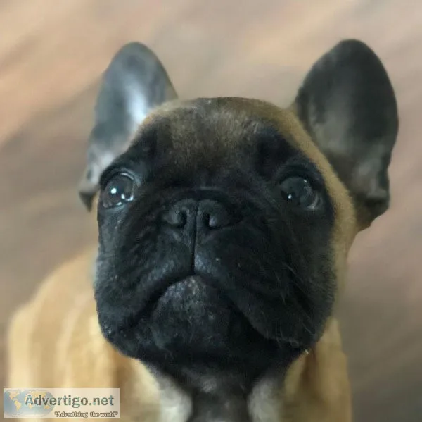 french bulldog puppies