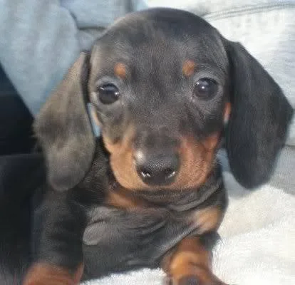 Rehoming Dachshund Puppies