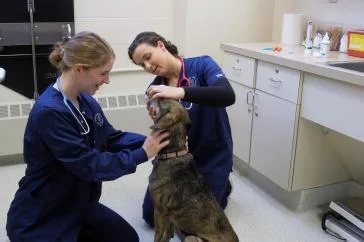 Animal Hospital in Jensen Beach and Hutchinson Island FL