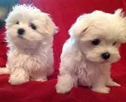 Beautiful Maltese Puppies