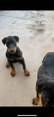 Doberman Pinscher puppies seeking new homes