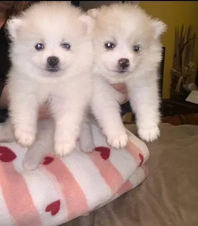Male and Female Pomeranian Babies