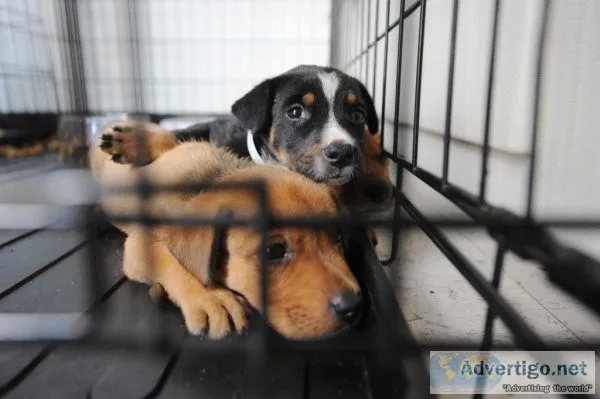 Veterinary Clinic Cheney WA