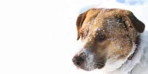 Veterinarian PETERBOROUGH and CAVAN MONAGHAN ON