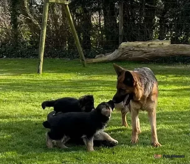 Adorable German Shepherd Pups Ready To Go