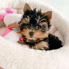  BEAUTIFULL TEACUP YORKIE PUPPIES FOR