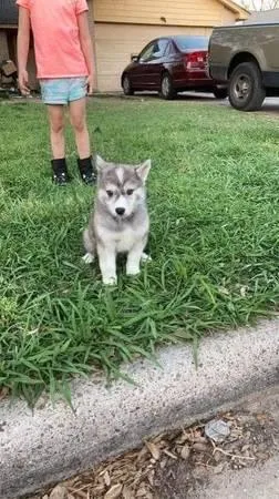 Male and Female  Pomsky Puppies