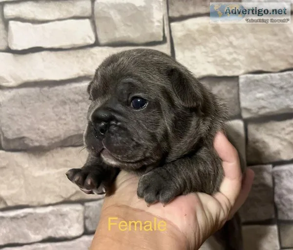 AKC French Bulldog Puppies