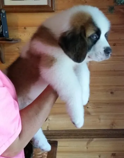 Gorgeous St Bernard Puppies GirlsBoys For Sale11 Weeks