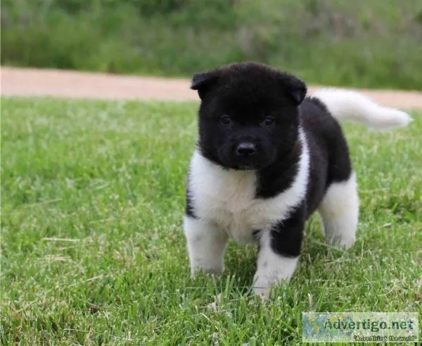 Akita Puppies For Sale