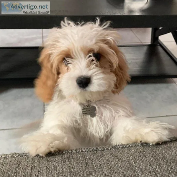 Rehoming Cavapoo puppy