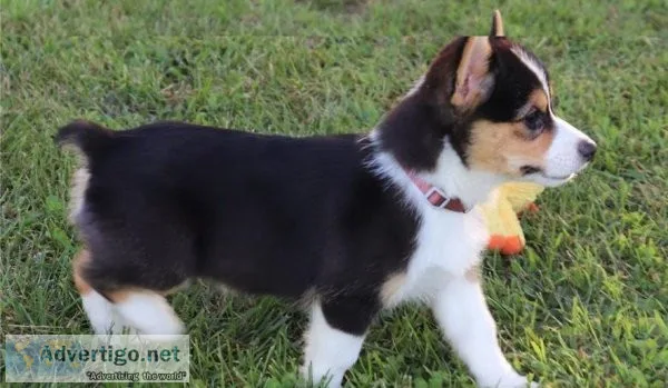 Pembroke Welsh Corgi Pups Ready Now