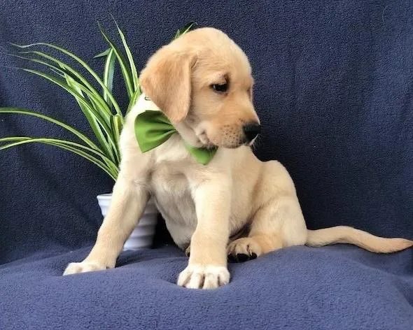 Beautiful Labrador puppies