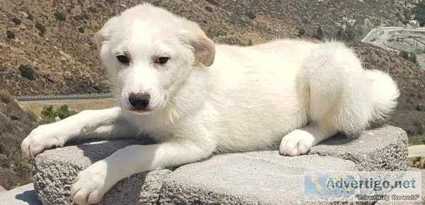 Great Pyrenees Pups Ready and Available Now