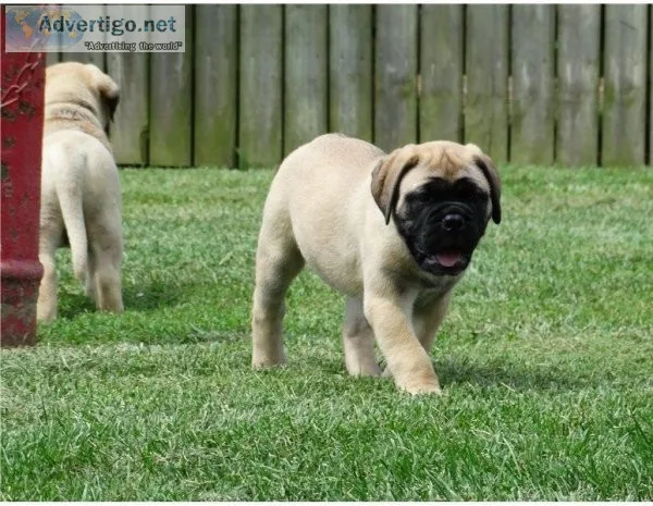 Two AKC Reg Bullmastiff Puppies Ready Now For Sale.