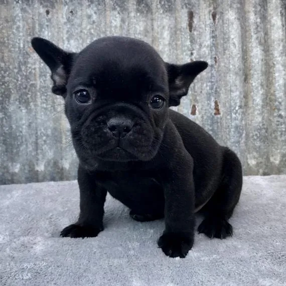 outstanding french bulldog puppies