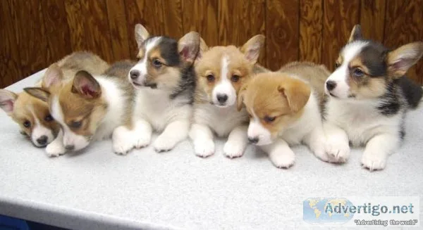 CORGI PUPPIES ARE READY NOW FOR NEW FAMILY