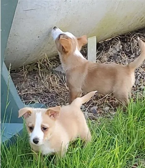 Portuguese Podengo Medio Smooth Coat Pups For Sale