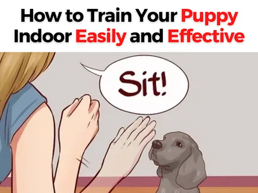 How to train your dog