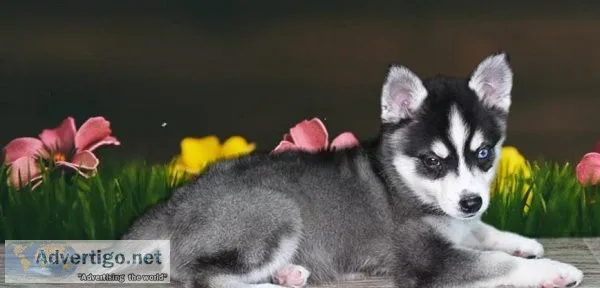 Gorgeous Alaskan Klee Kai Pups Ready Now