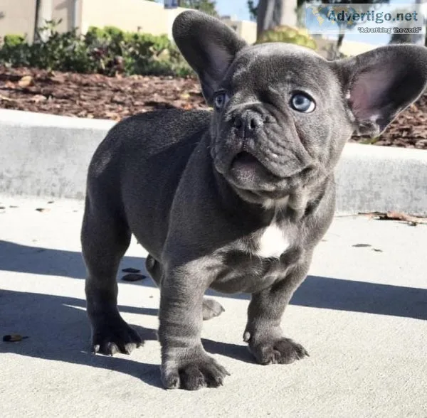 Lioue French Bulldog Puppies for sale