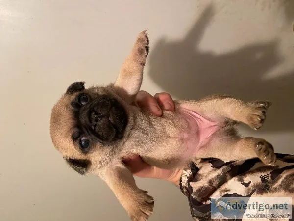 Pug puppies